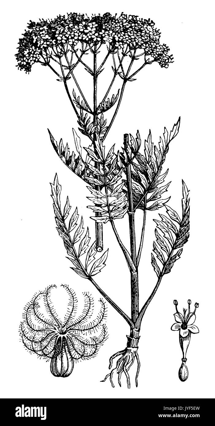 Valerian Stock Photo Alamy