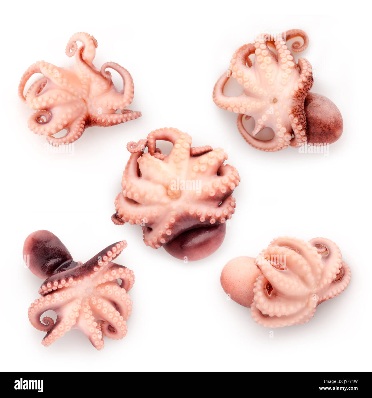 Photo of delicious set of cooked baby octopus, seafood for gourmet