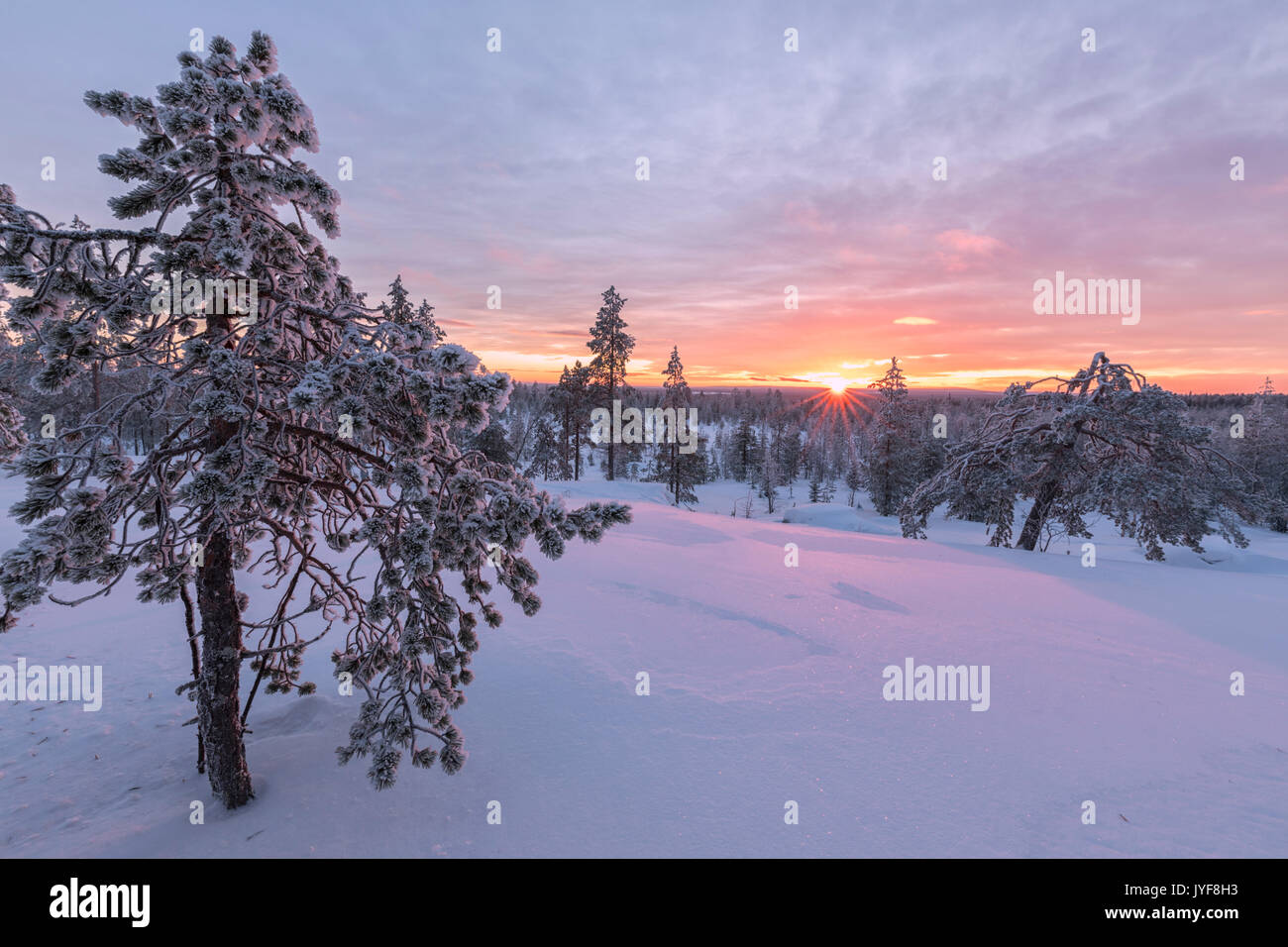 Pink lights of the arctic sunset illuminate the snowy woods Vennivaara Rovaniemi Lapland region Finland Europe Stock Photo