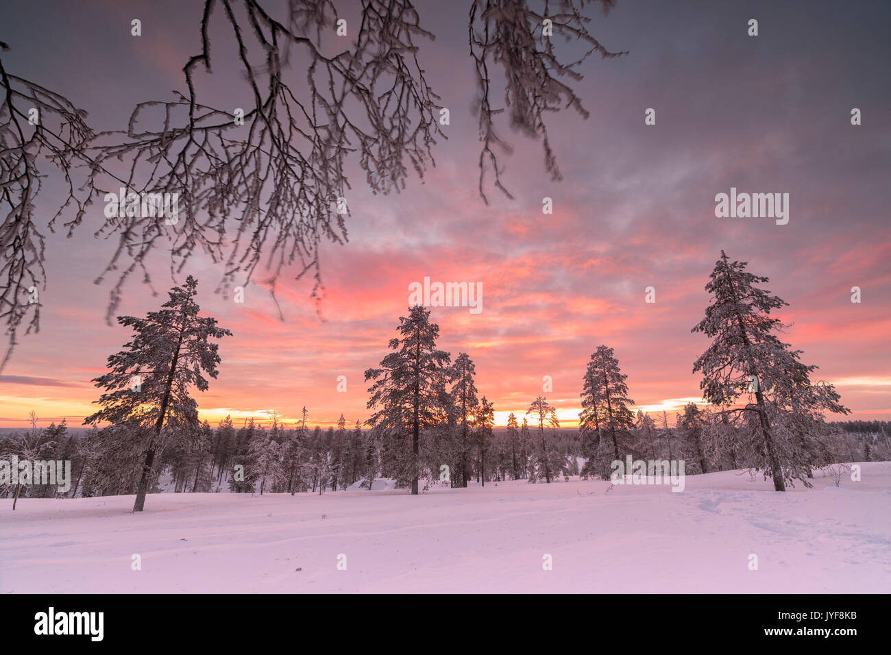 The pink light of the arctic sunset illuminates the snowy woods Vennivaara Rovaniemi Lapland region Finland Europe Stock Photo