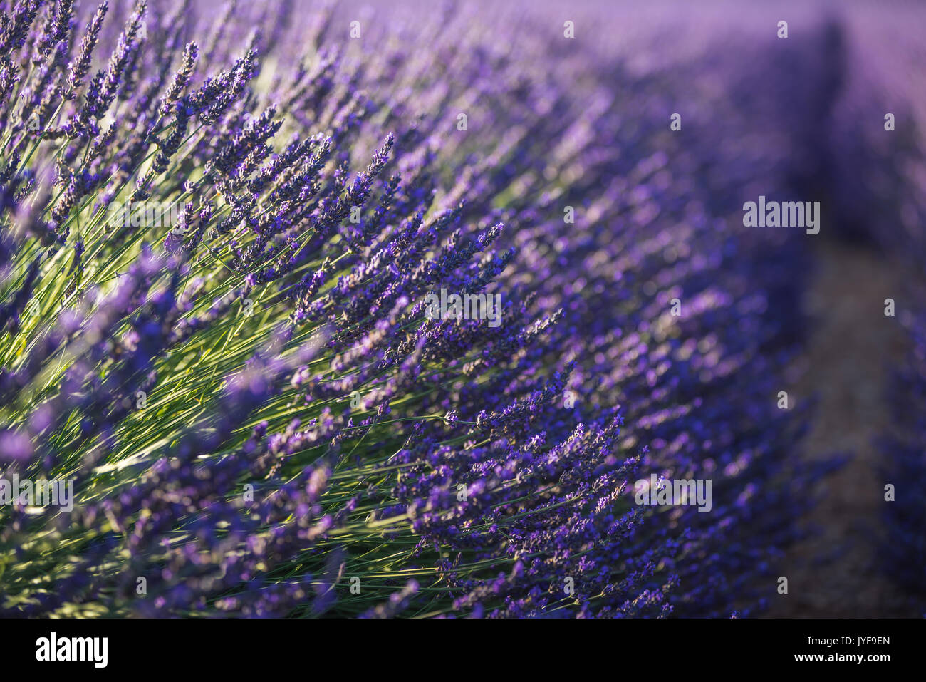Lavender close-up, Valensole, Alps, France Stock Photo