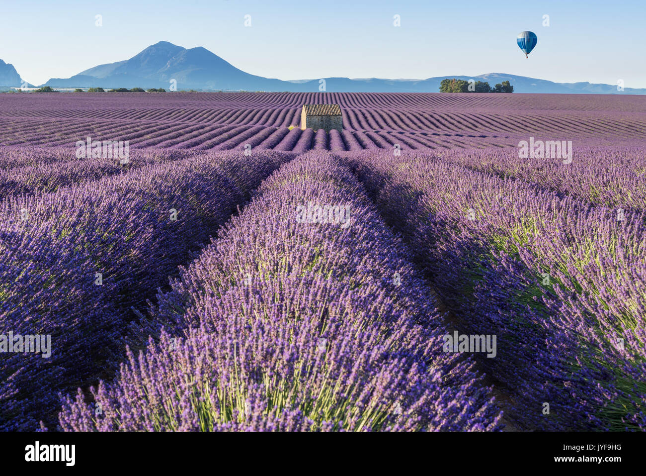 Hot air balloon over Lavender fields of Valensole. Provence, France Stock Photo