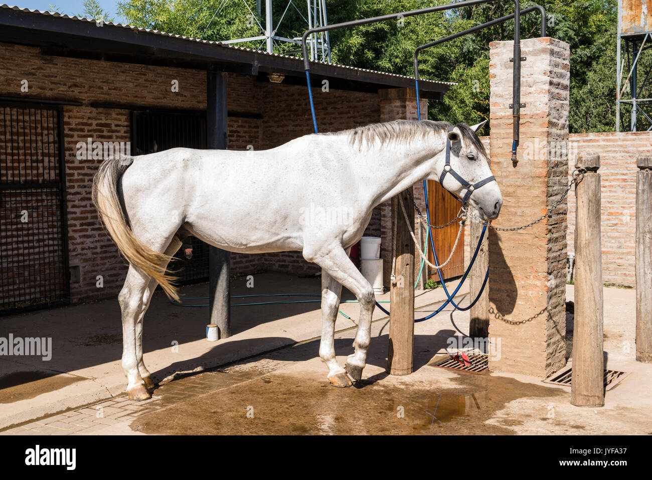 Holstein horses raised in Argentinian Haras Solaguayre in Buenos Aires Stock Photo