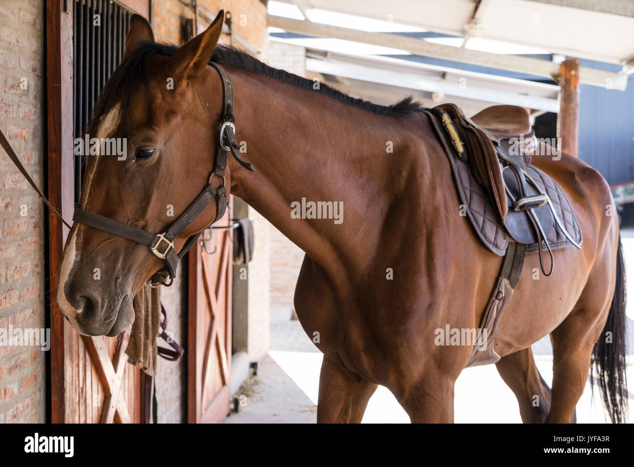Holstein horses raised in Argentinian Haras Solaguayre in Buenos Aires Stock Photo