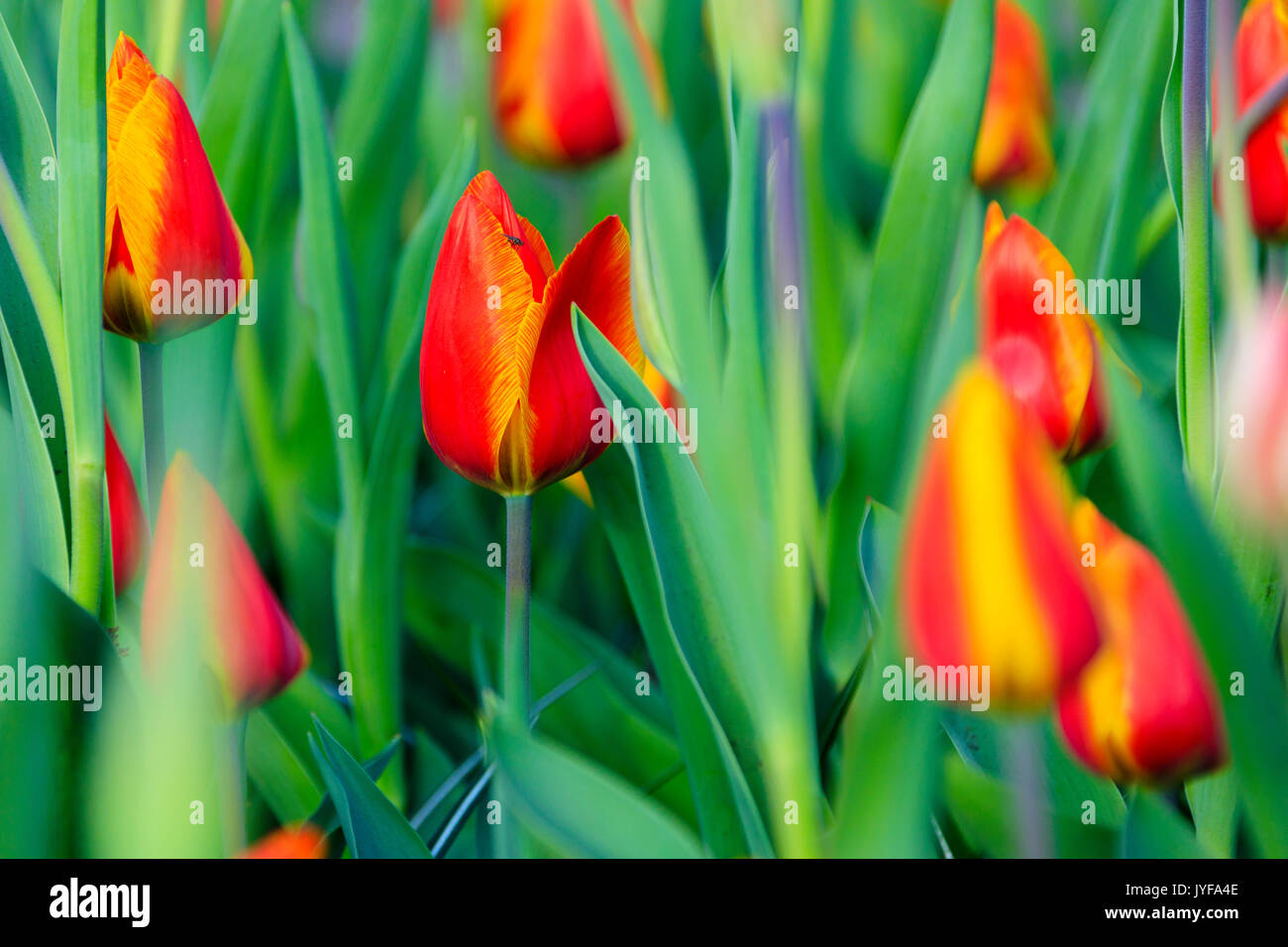 Close up of multicolored tulips in bloom at the Keukenhof Botanical garden Lisse South Holland The Netherlands Europe Stock Photo