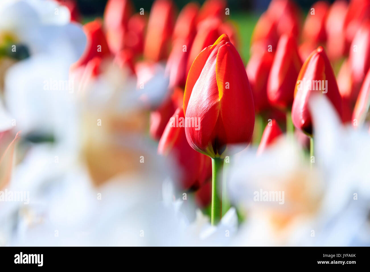 Close up of red tulips in bloom at the Keukenhof Botanical garden Lisse ...