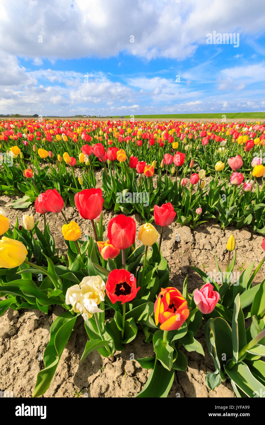 Blue sky and clouds on fields of multicolored tulips Yerseke ...