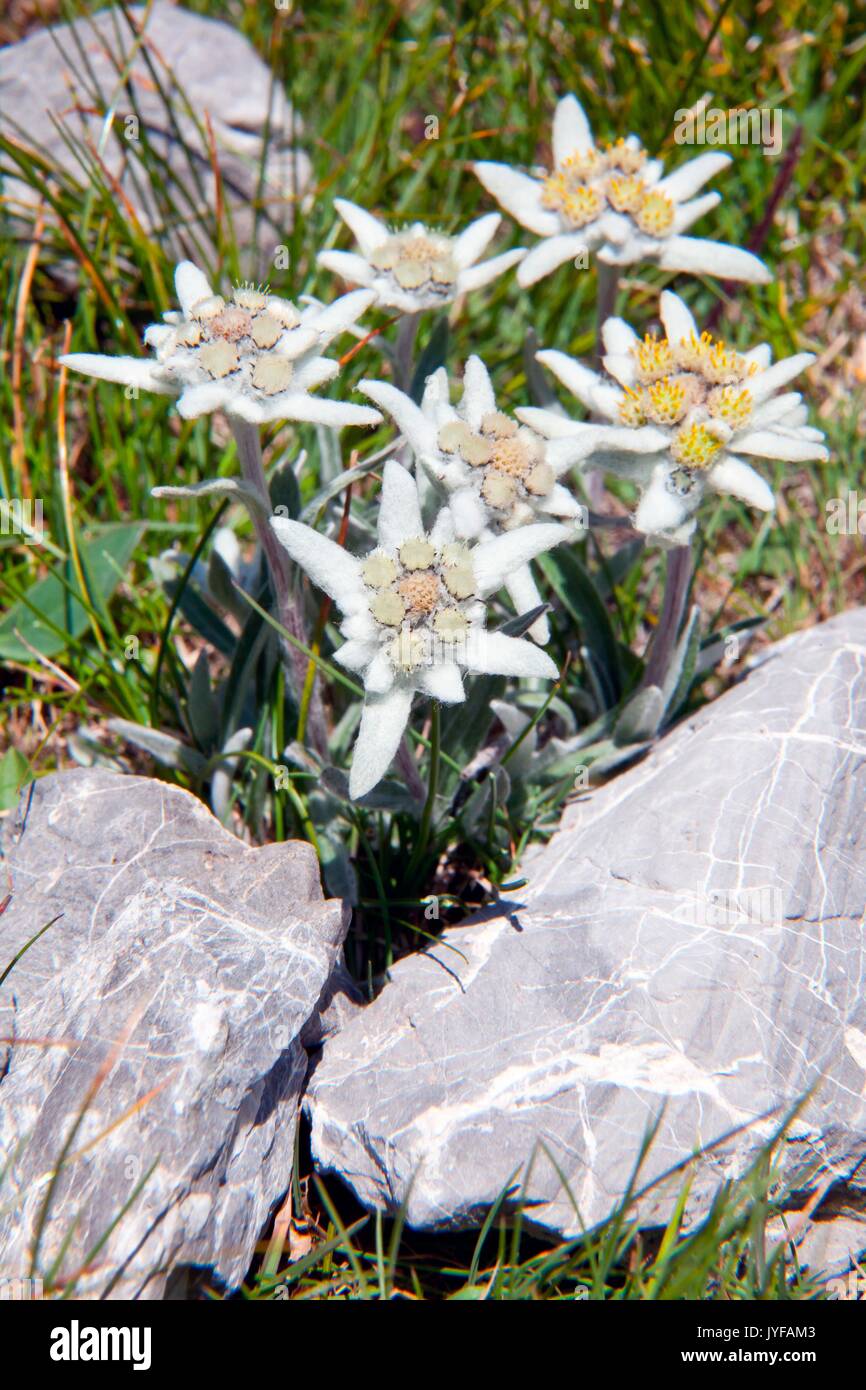 Edelweiss, (Leontopodium alpinum) the symbol of the Alps Stock Photo