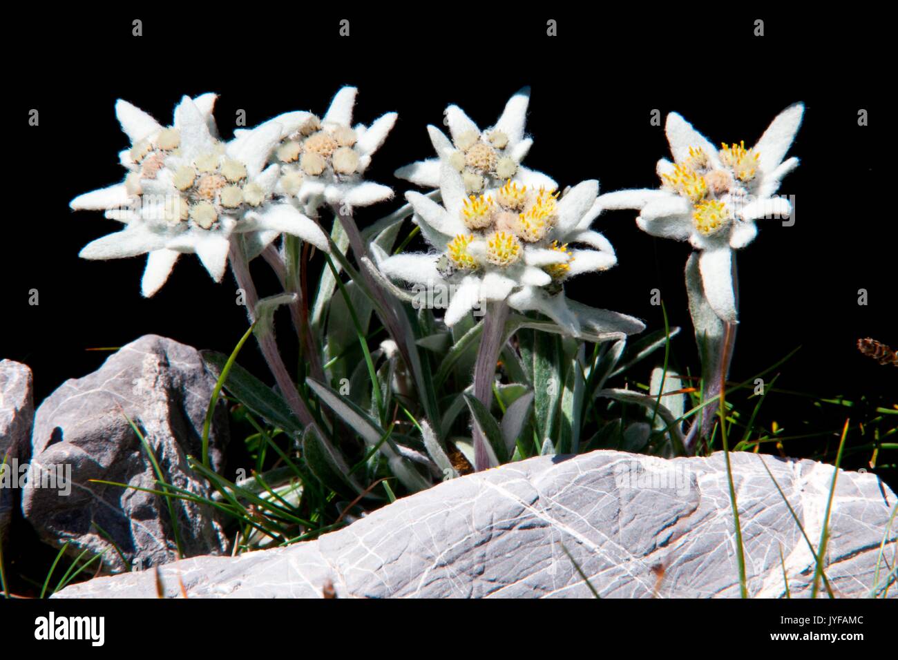 A bunch of Edelweiss (Leontopodium alpinum) symbol of the Alps. Stock Photo