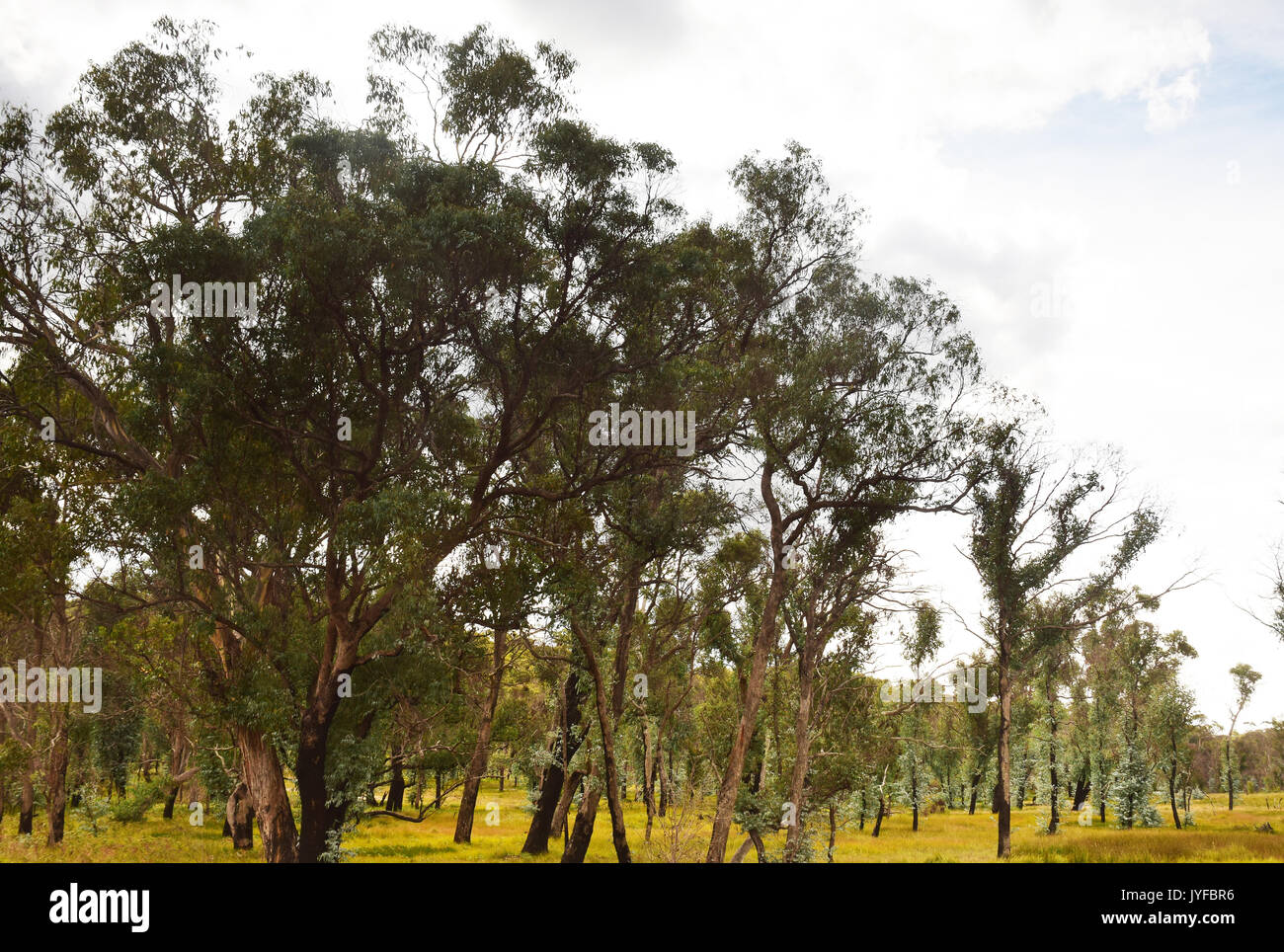 Gum Trees, New South Wales, Australia Stock Photo