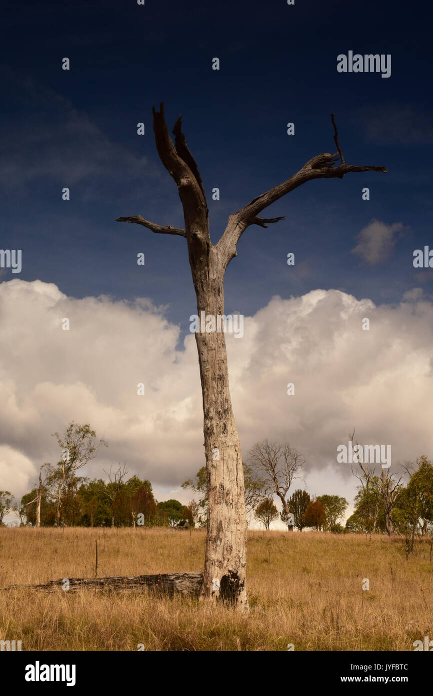 Solitary Tree Landscape, New South Wales, Australia Stock Photo