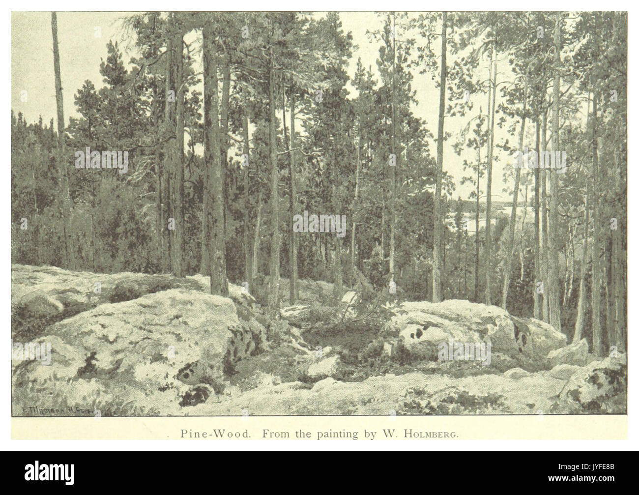 MECHELIN(1894) p023 Pine Wood Stock Photo