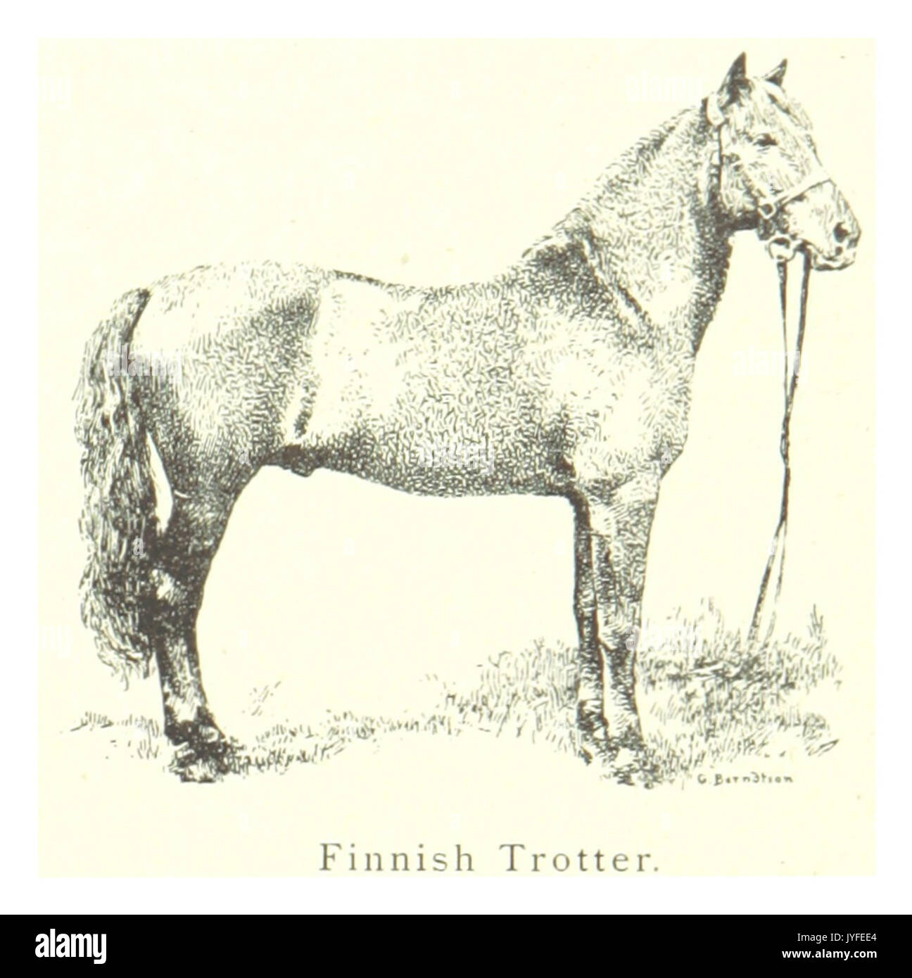 MECHELIN(1894) p117 Finnish Trotter Stock Photo