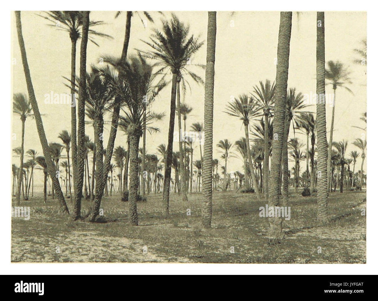 THOMPSON(1894) p164 Palm Forest Stock Photo
