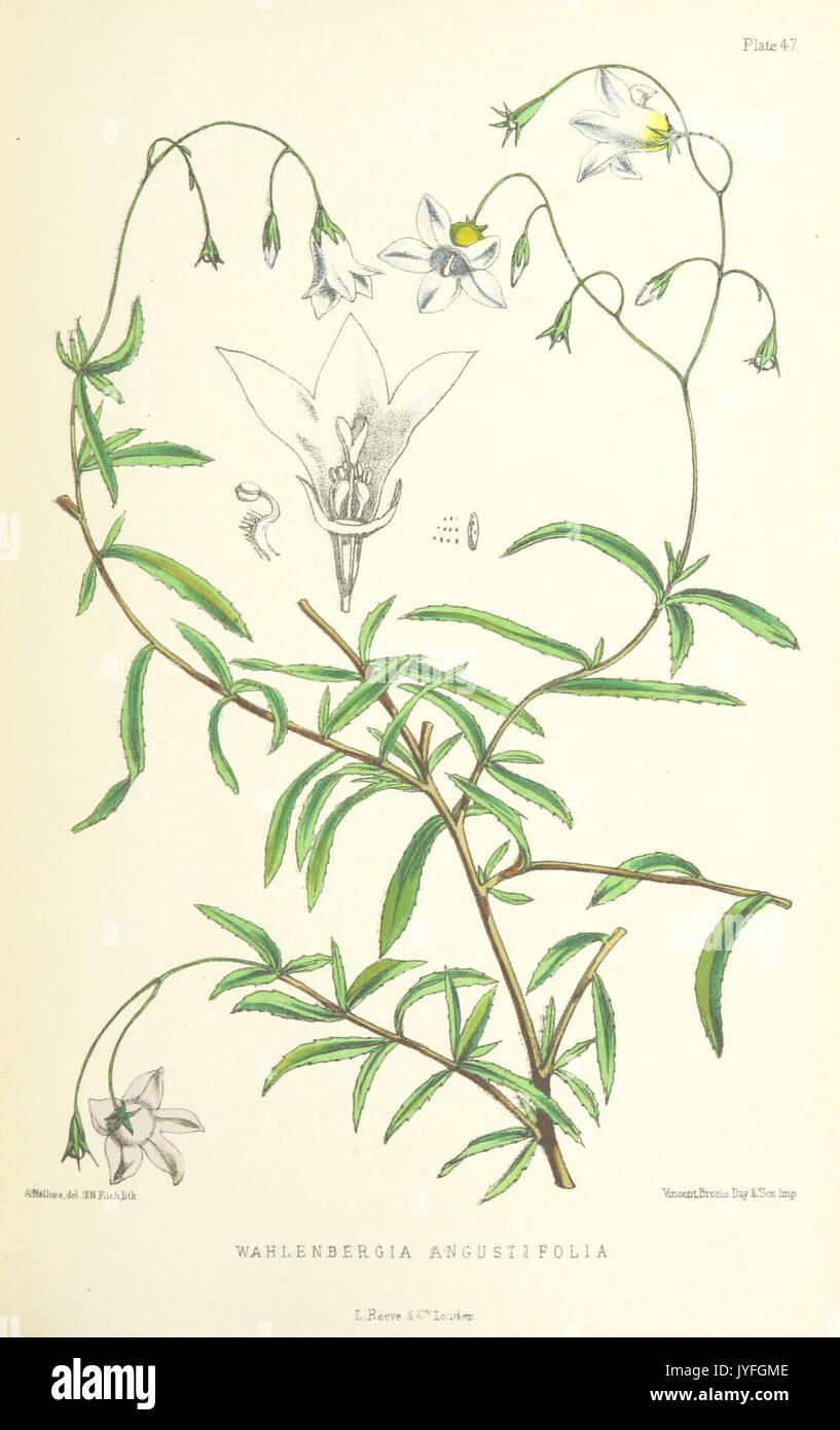 MELLISS(1875) p419   PLATE 47   Wahlenbergia Angustifolia Stock Photo