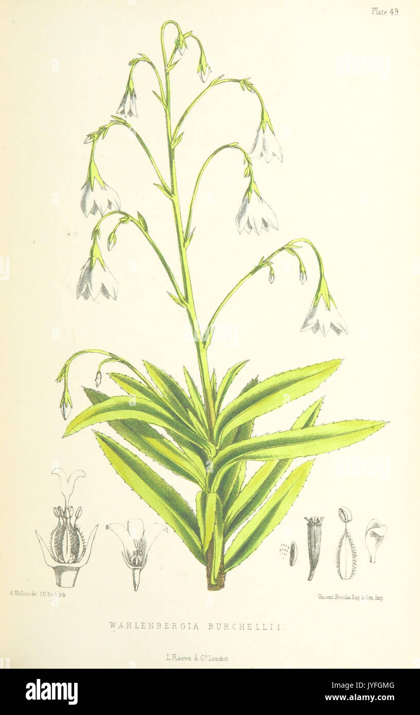 MELLISS(1875) p427   PLATE 49   Wahlenbergia Burchellii Stock Photo