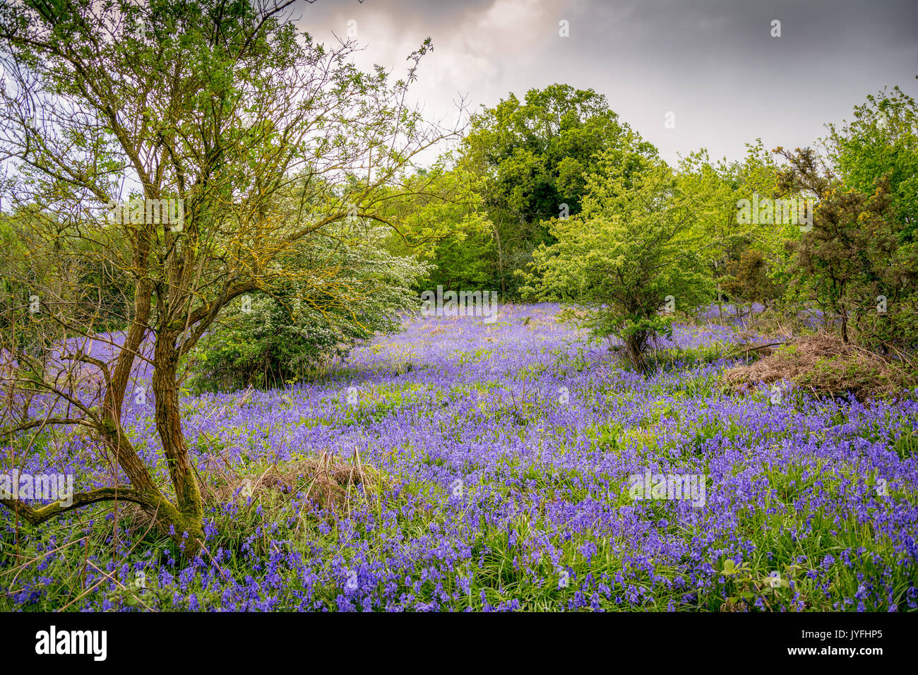 Dark rain clouds hang over a field with a carpet of bluebells in full bloom in Woodbury common, England, UK Stock Photo