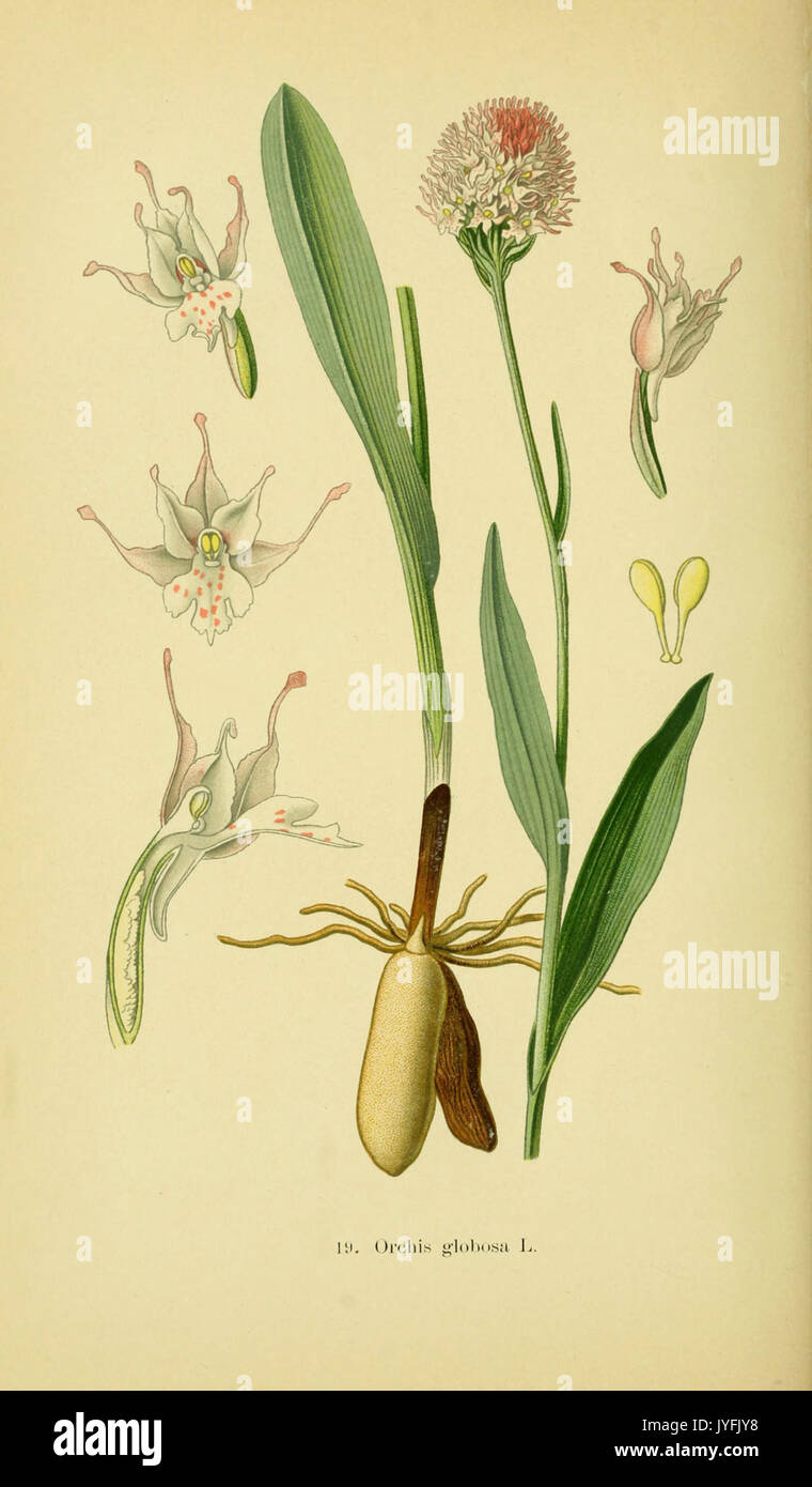 Abbildungen der in Deutschland und den angrenzenden gebieten vorkommenden grundformen der orchideenarten (Pl 19 Orchis globosa) (6022118092) Stock Photo