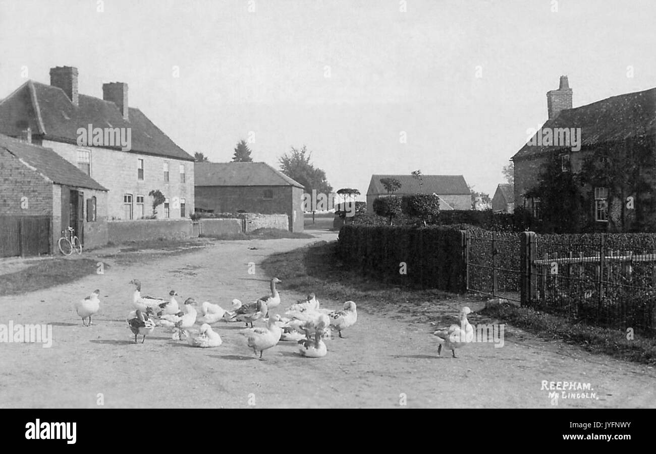 A road through Reepham, nr Lincoln with geese 1910 Stock Photo Alamy