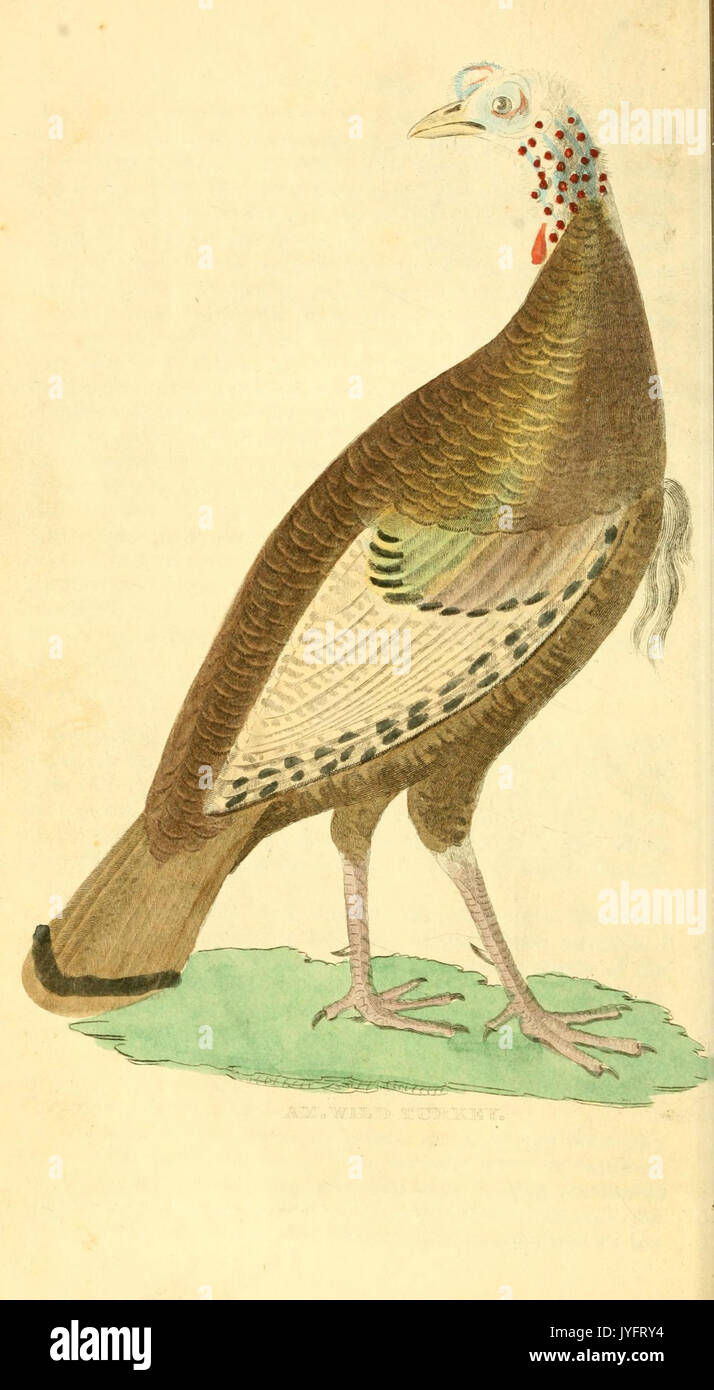A natural history of birds, fishes, reptiles, and insects (6198145798 ...