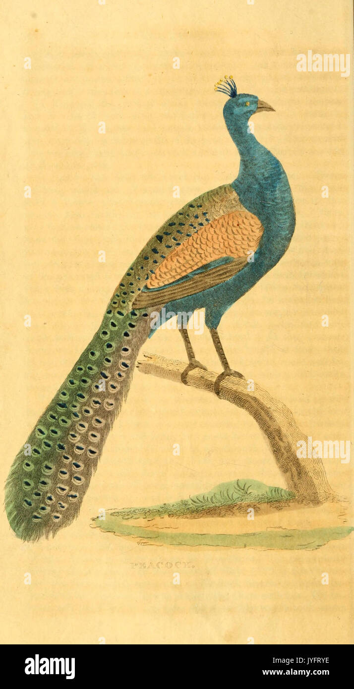 A natural history of birds, fishes, reptiles, and insects (6197627847 ...