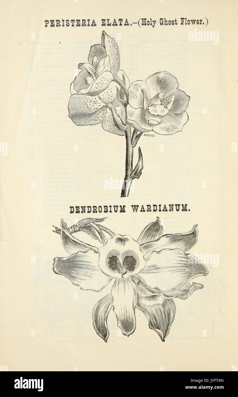 A catalogue of orchids, for 1883, cultivated for sale by John Saul, nurseryman, seedmsman and florist, Washington, D. C (16862045817) Stock Photo