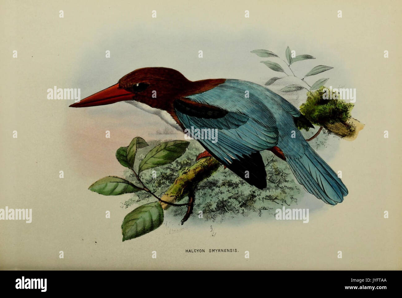 A Monograph Of The Alcedinidae 19646836819 Stock Photo Alamy A Monograph Of The Alcedinidae 19646836819 Stock Photo Alamy