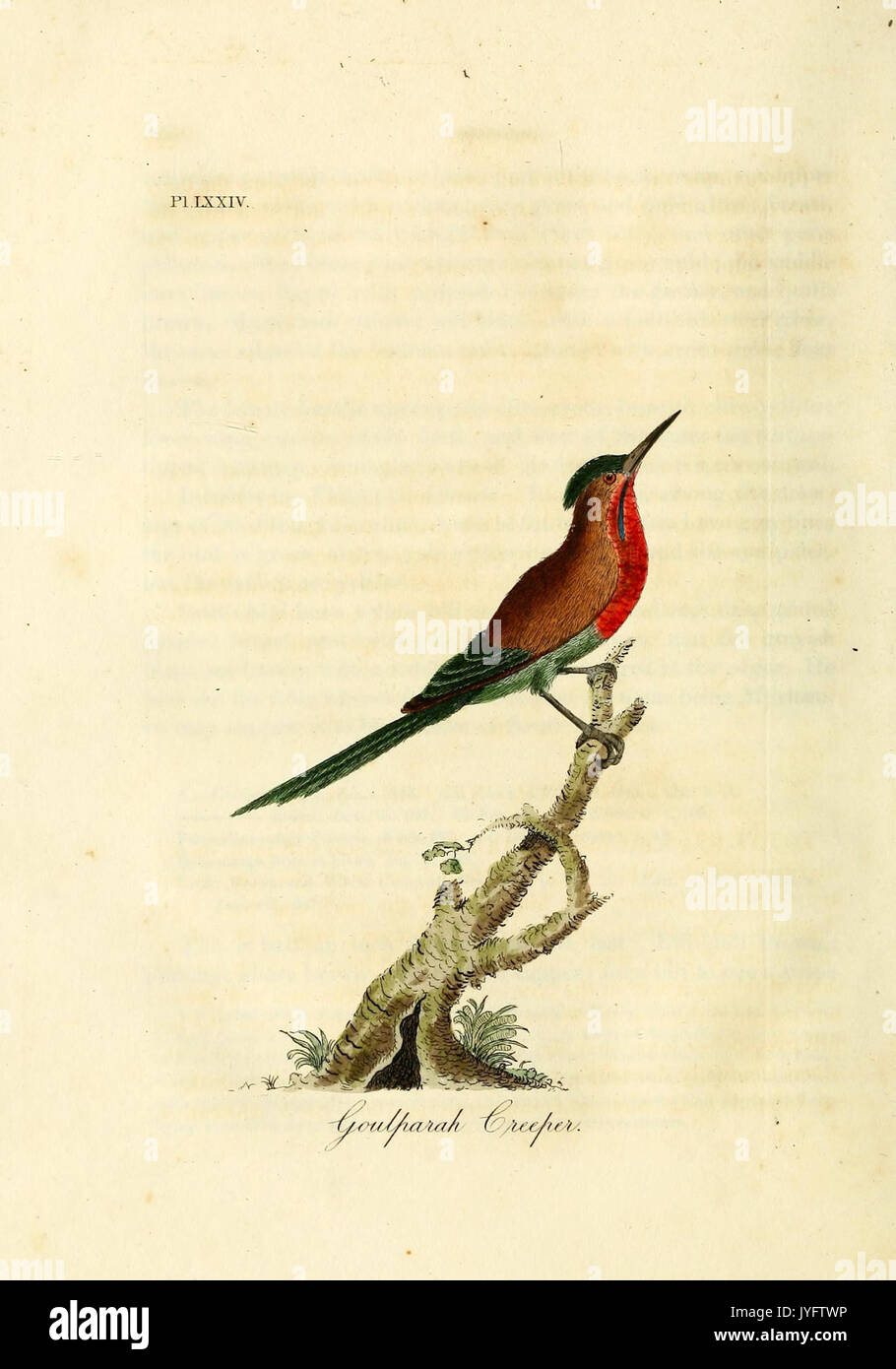 Birds Evolution Drawing Bird evolutionary history hi-res stock photography and images - Alamy