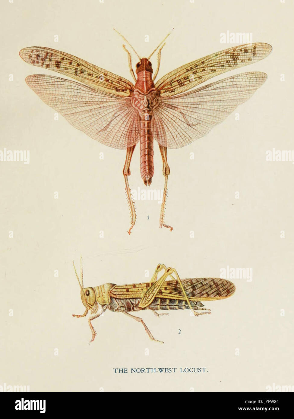 82 Indian Insect Life Harold Maxwell Lefroy Acridium Peregrinum Stock ...