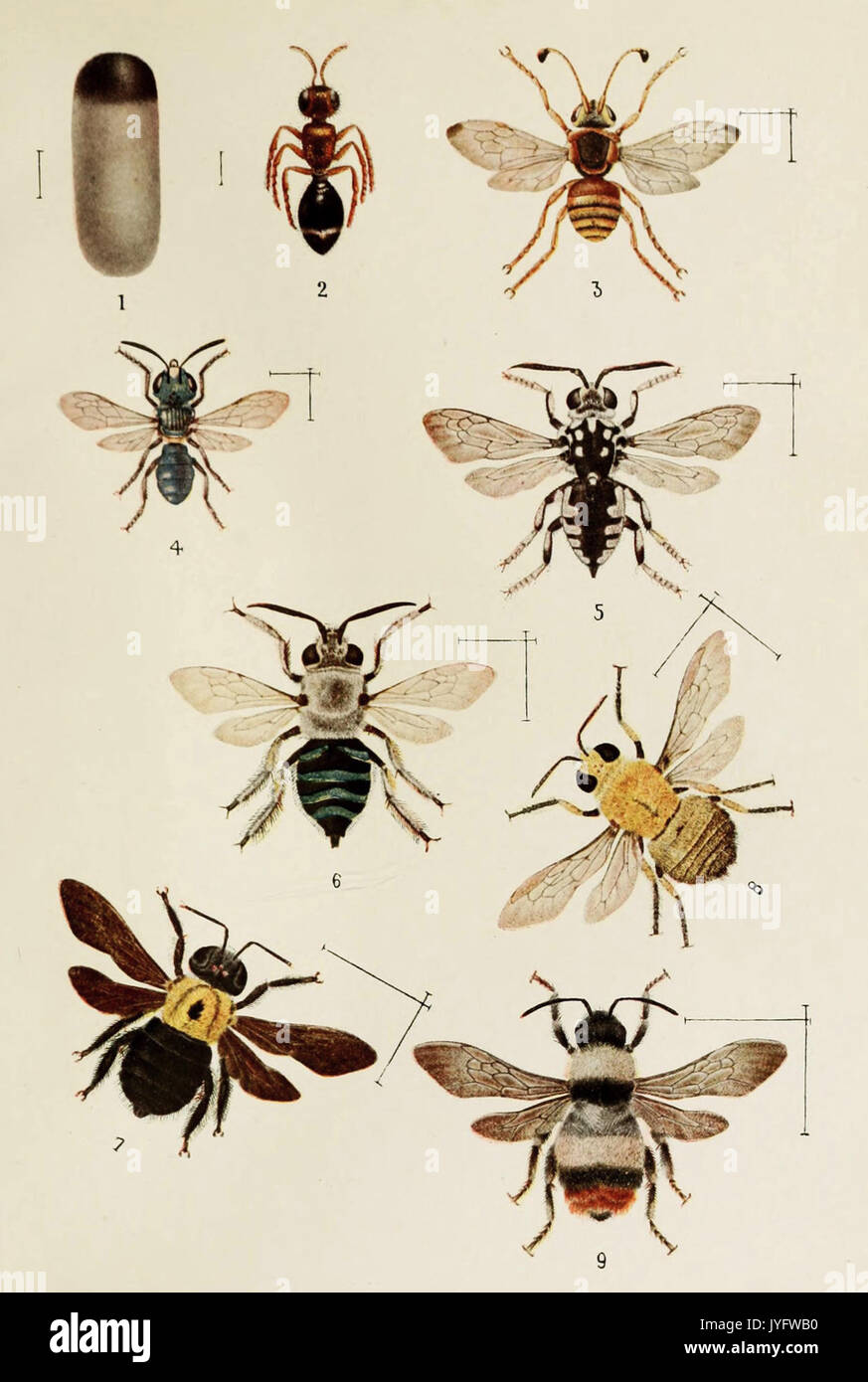 Mutillidae hi-res stock photography and images - Alamy