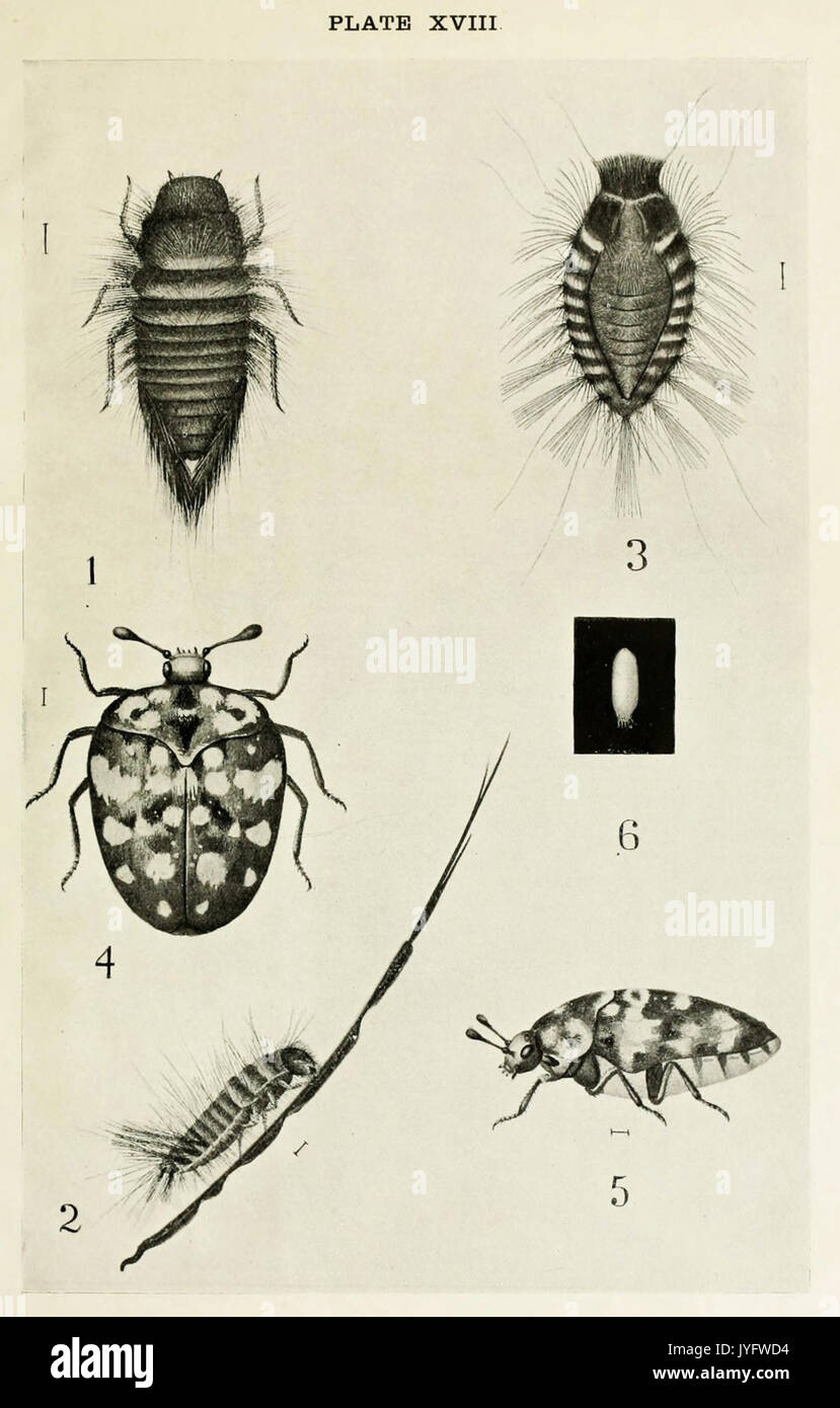 41 Indian Insect Life   Harold Maxwell Lefroy   Anthrenus vorax Stock Photo