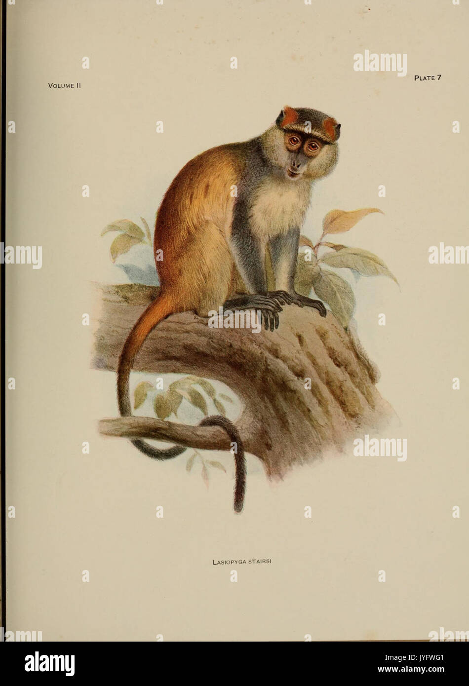 A review of the primates (8286683987 Stock Photo - Alamy