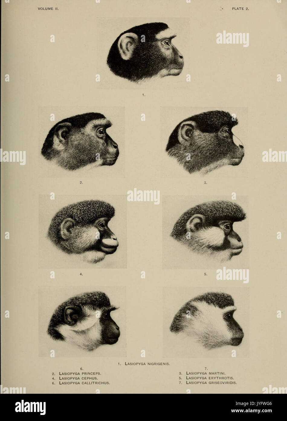 A review of the primates (8287741142 Stock Photo - Alamy