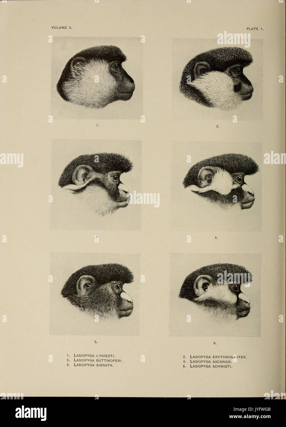 A review of the primates (8287739720 Stock Photo - Alamy