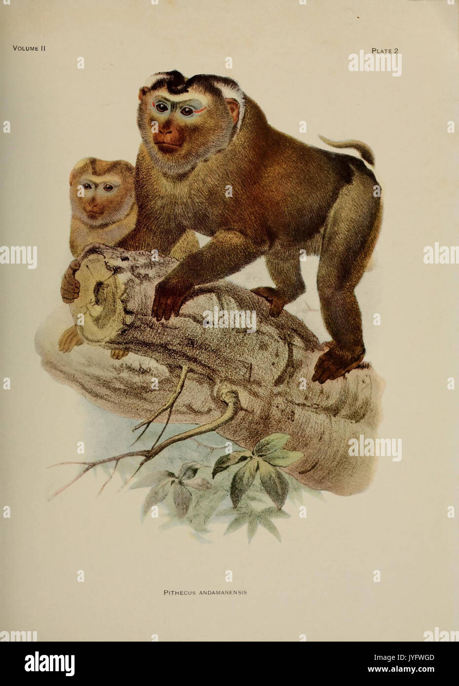 A review of the primates (8286679835 Stock Photo - Alamy