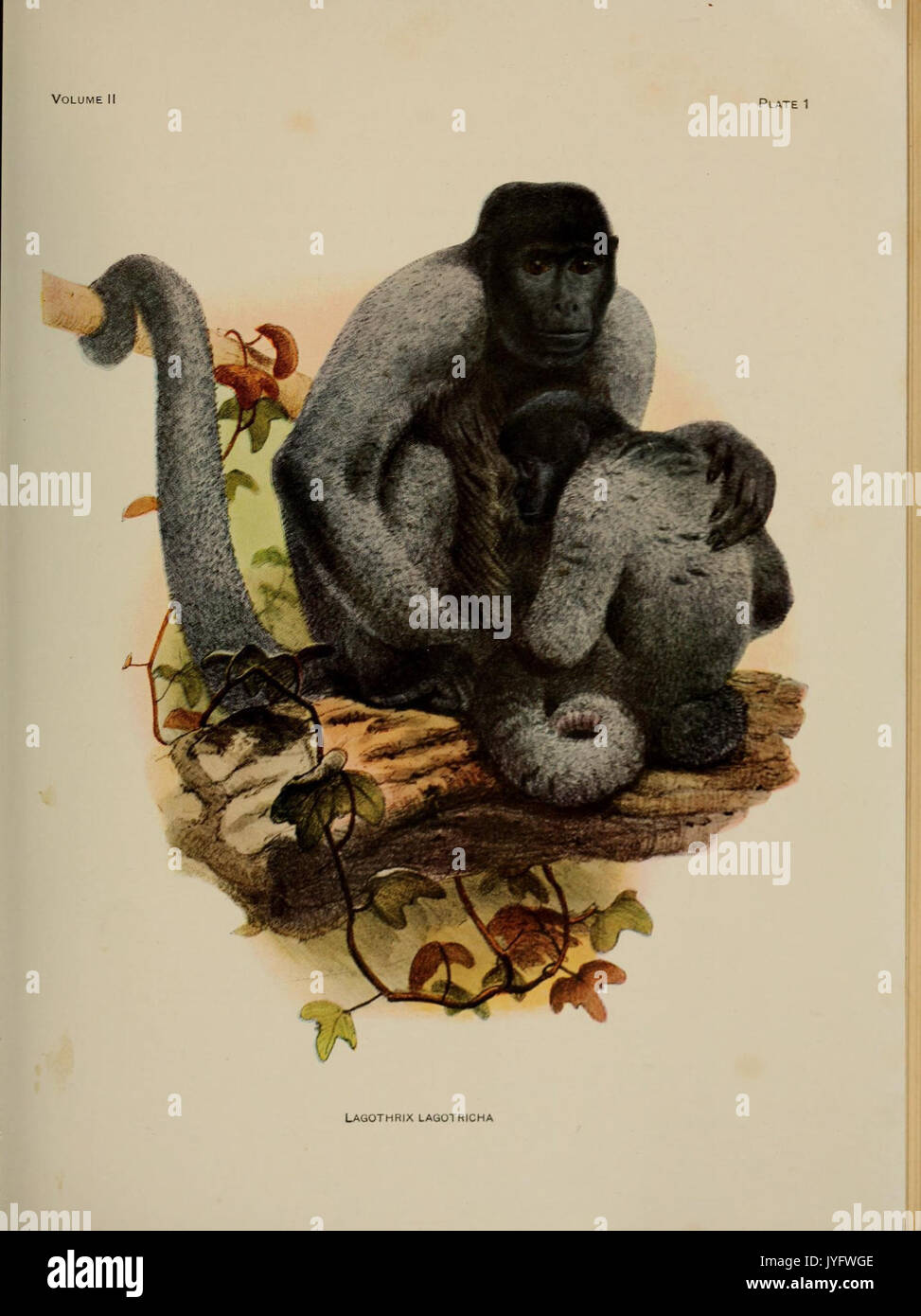 A review of the primates (8287738202 Stock Photo - Alamy