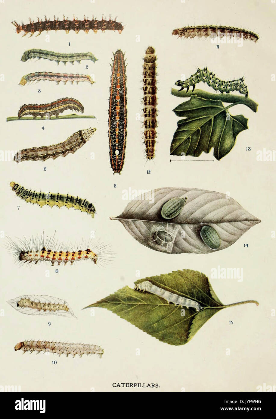 70 Indian Insect Life Harold Maxwell Lefroy Caterpillars Stock Photo