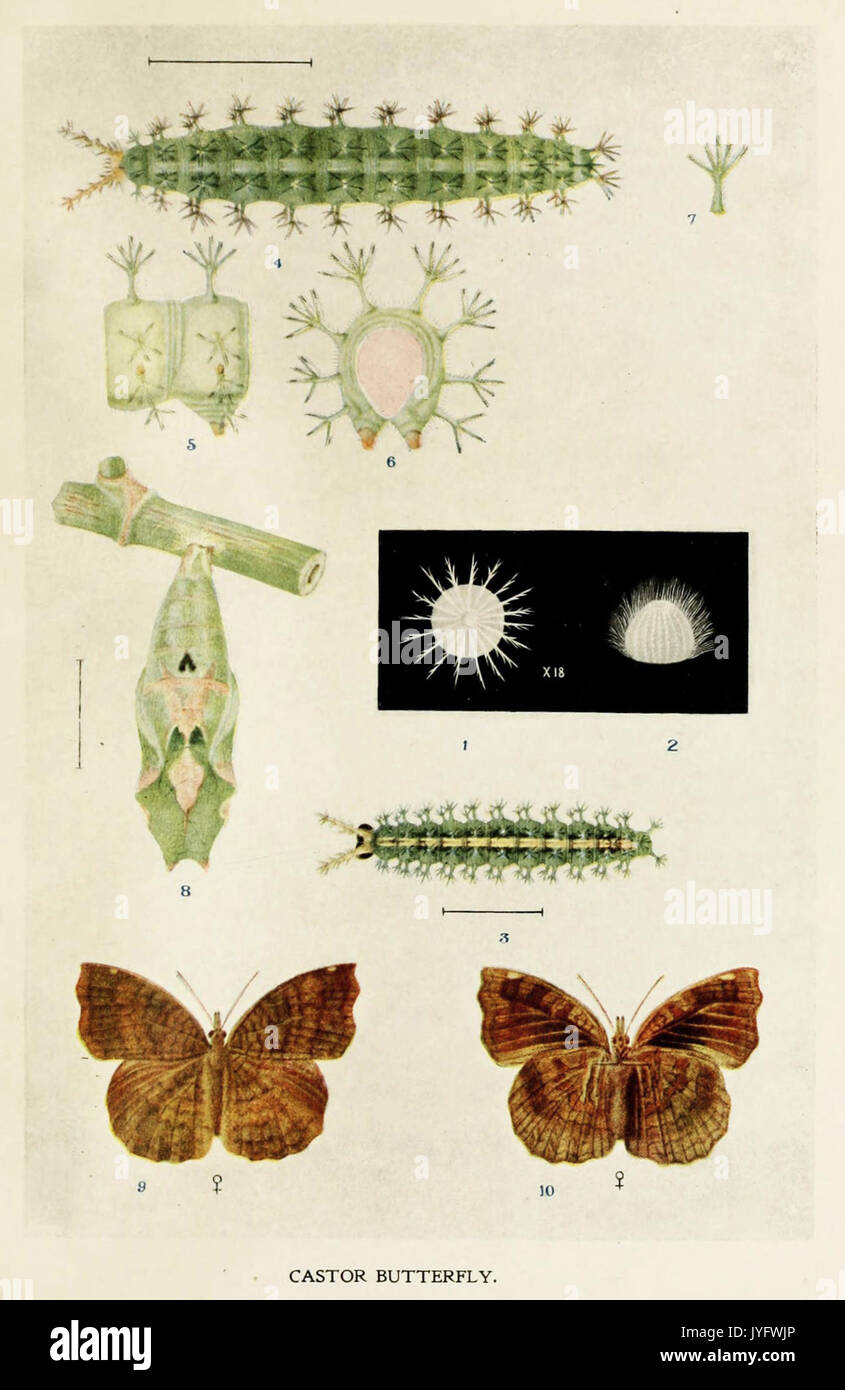 69 Indian Insect Life Harold Maxwell Lefroy Ergolis merione Stock Photo