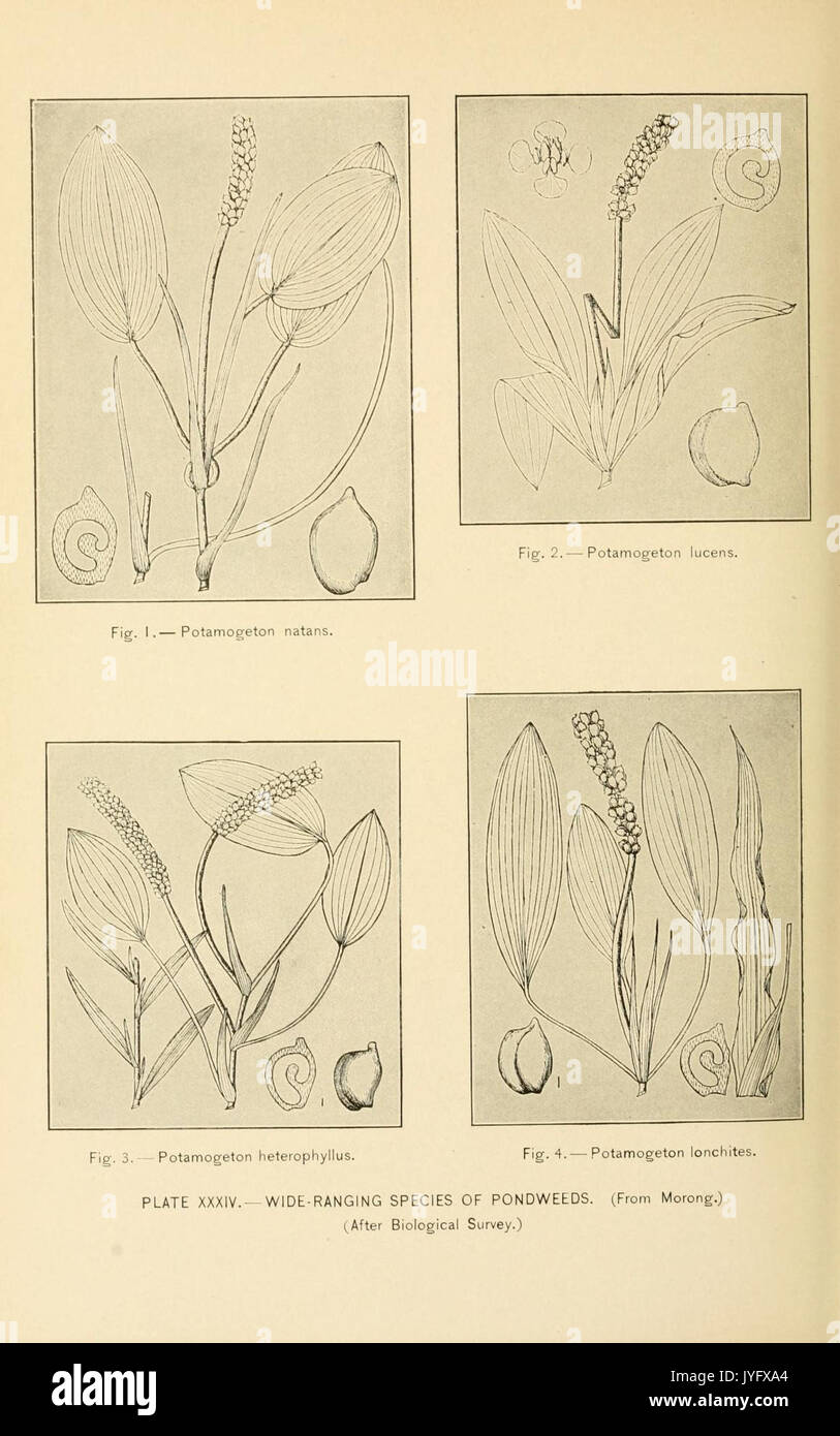 A history of the game birds, wild fowl and shore birds of Massachusetts