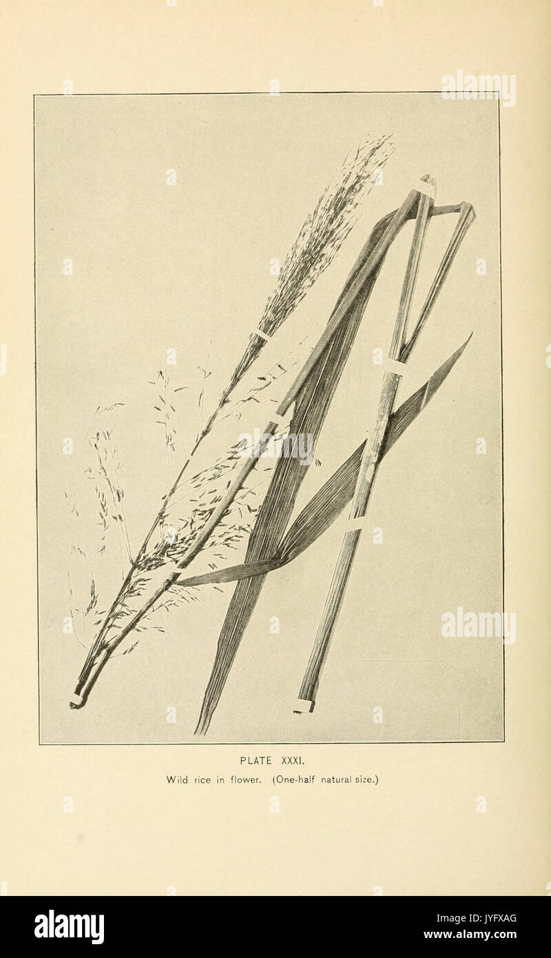 A history of the game birds, wild fowl and shore birds of Massachusetts