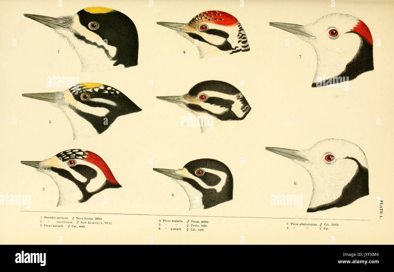 A history of North American birds (Plate L) (8166933280) Stock Photo