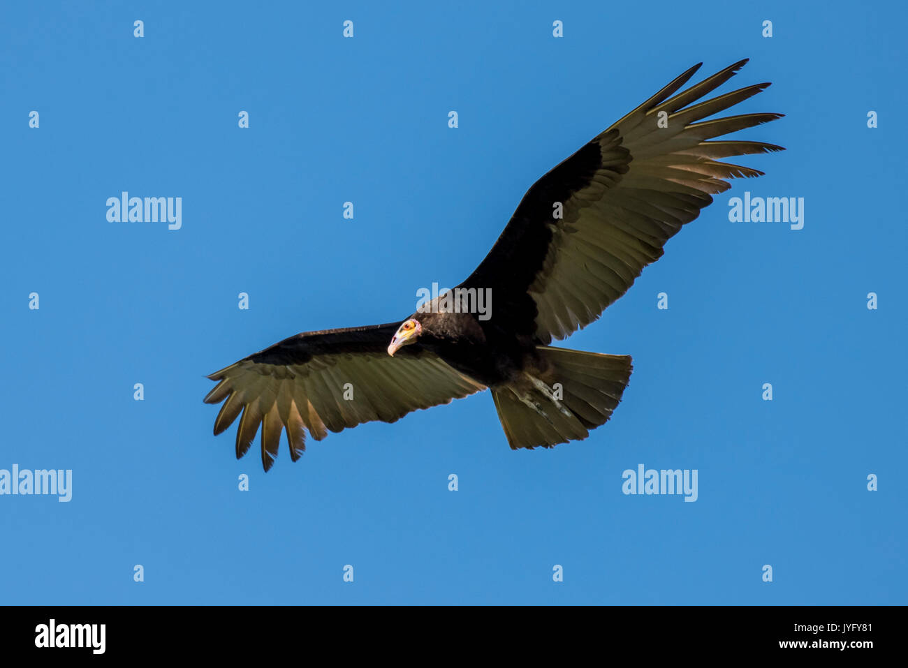 Lesser yellow-headed vulture (Cathartes burrovianus) in flight, Pantanal, Mato Grosso do Sul, Brazil Stock Photo