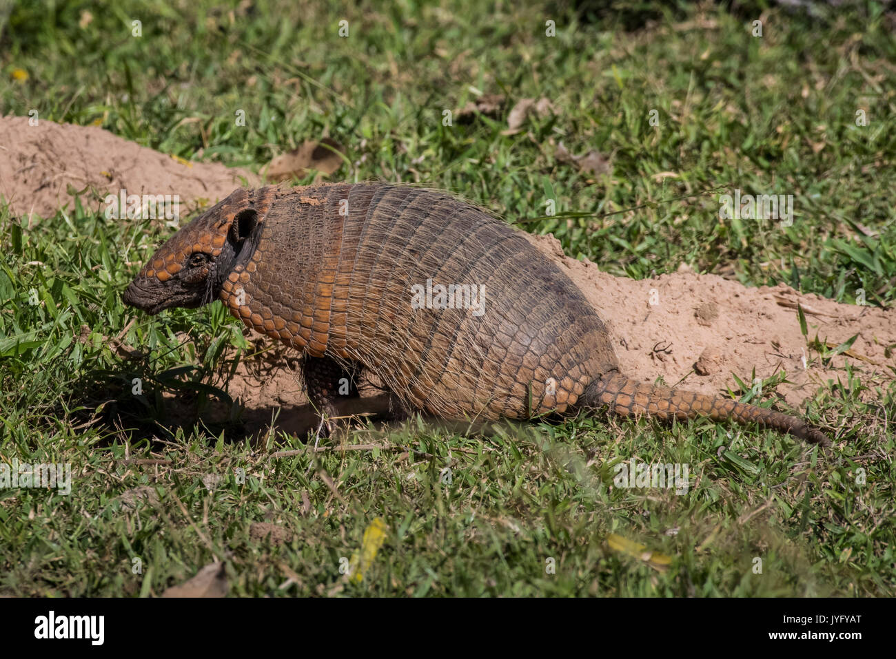 Armadillo brazil hi-res stock photography and images - Alamy