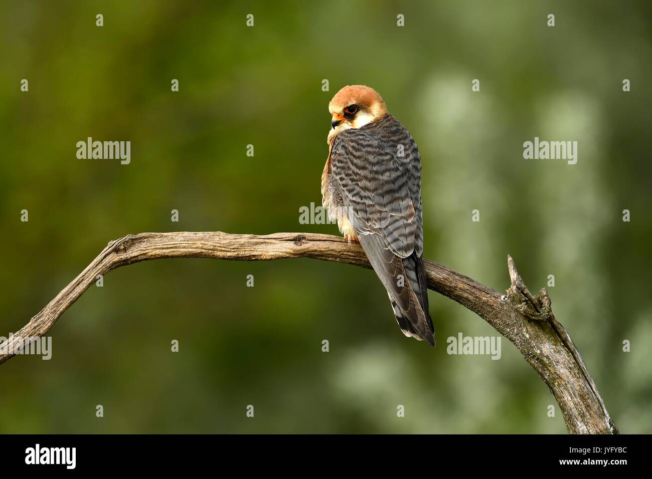Red-haired falcon (Falco vespertinus), female sitting on a branch, Kiskunság National Park, Hungary Stock Photo