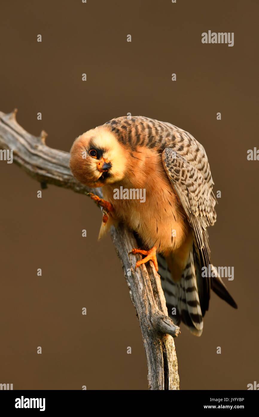 Red-footed Falcon (Falco vespertinus), female sitting on a branch ...
