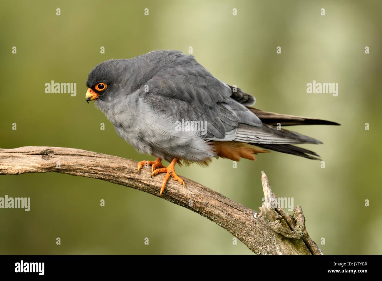 Red-footed Falcon (Falco vespertinus), male sitting on a branch, Kiskunság National Park, Hungary Stock Photo
