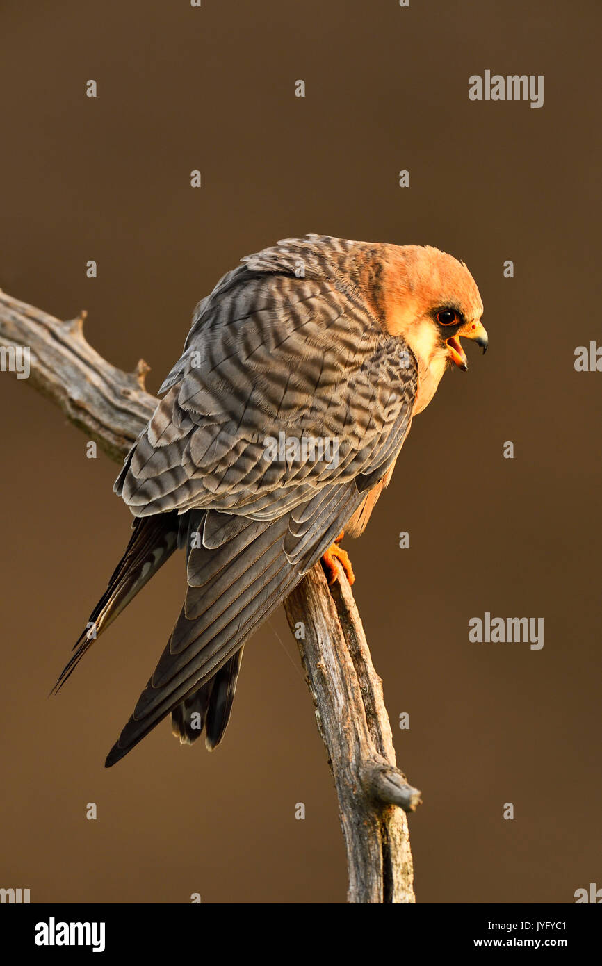Red-footed Falcon (Falco vespertinus), female sitting on a branch, Kiskunság National Park, Hungary Stock Photo