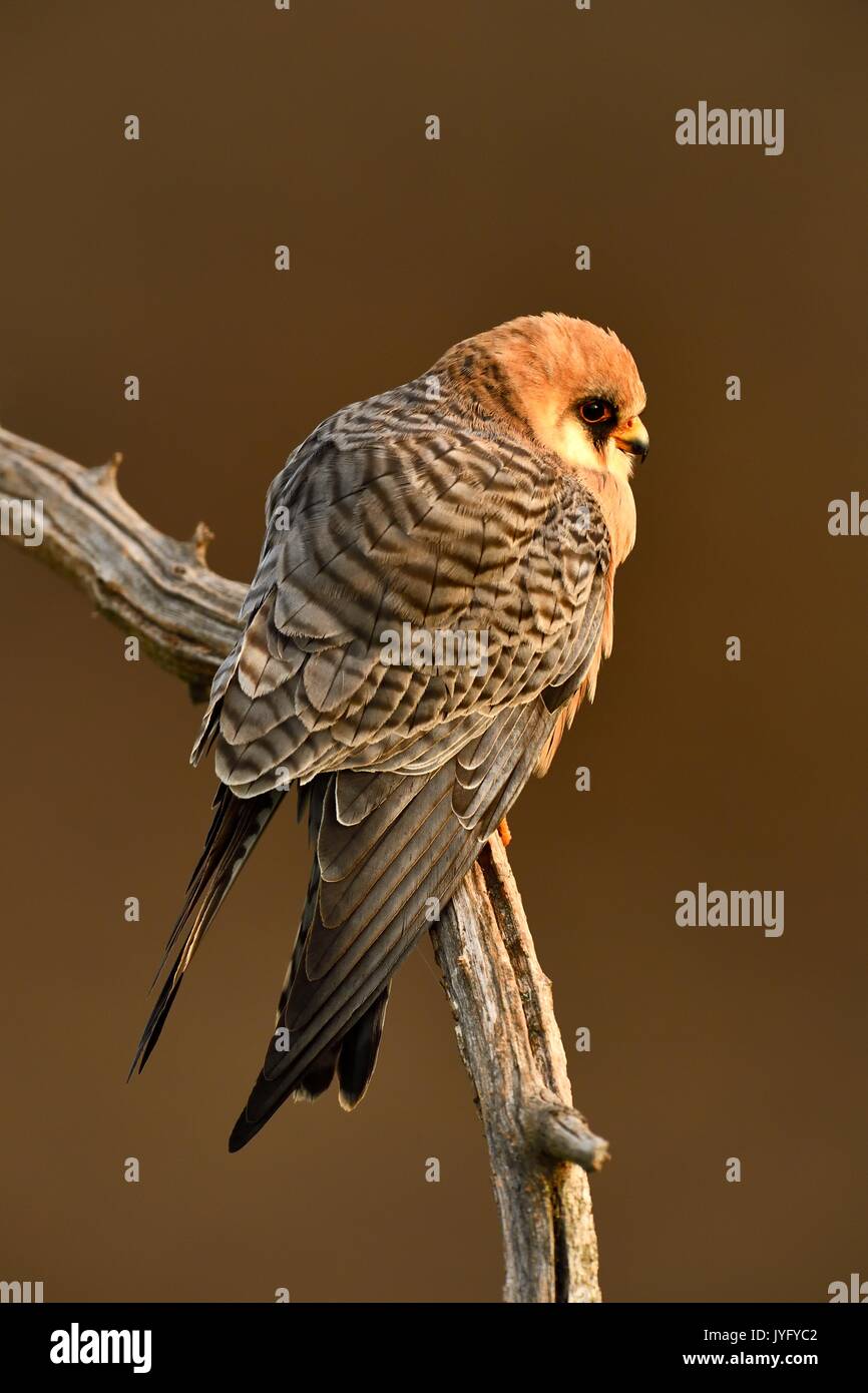 Red-footed Falcon (Falco vespertinus), female sitting on a branch, Kiskunság National Park, Hungary Stock Photo