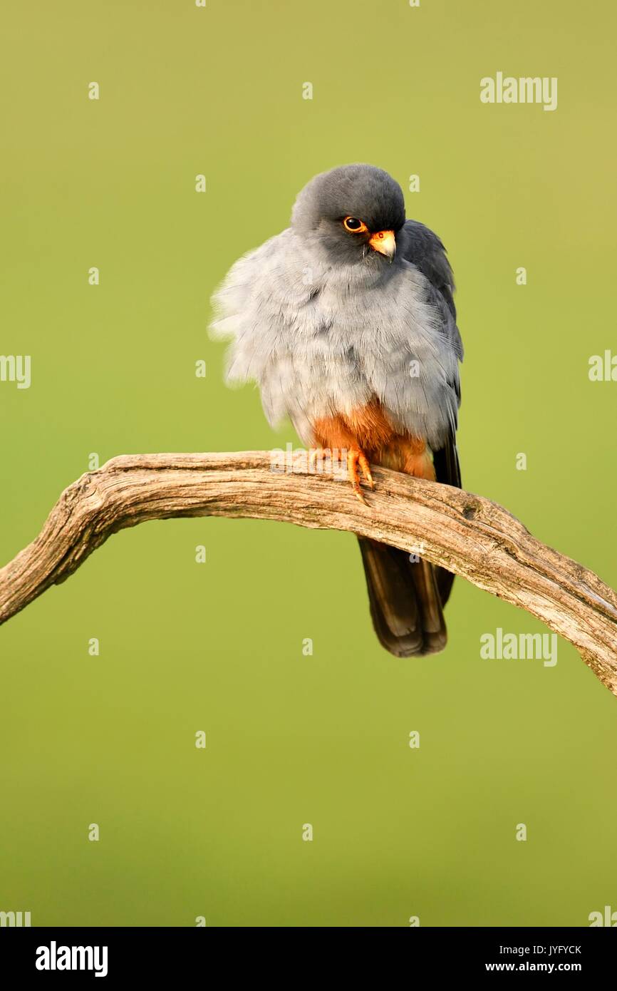 Red-footed Falcon (Falco vespertinus), male sitting on a branch, Kiskunság National Park, Hungary Stock Photo