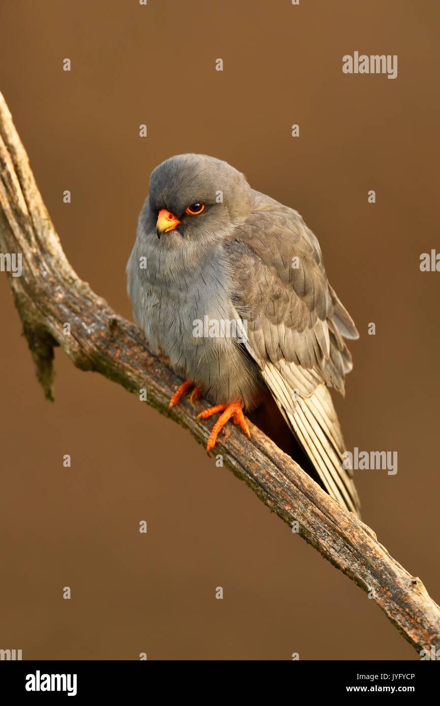 Red-footed Falcon (Falco vespertinus), male sitting on a branch, Kiskunság National Park, Hungary Stock Photo